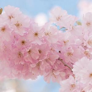 Prunus 'Accolade',Flowering Cherry 'Accolade', Cherry 'Accolade', Pink flowers, Spring Flowers